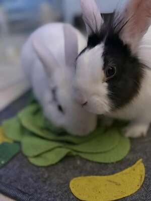 Adopter Sherlock