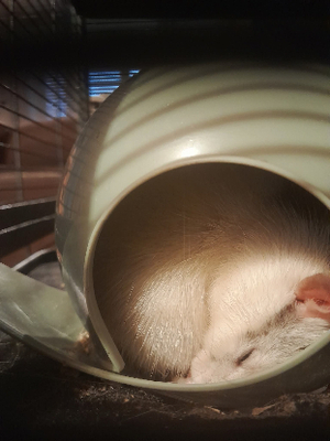 Adopter Simon