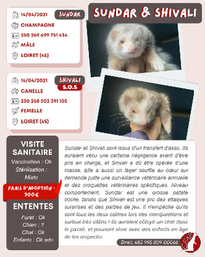 Adopter Sundar