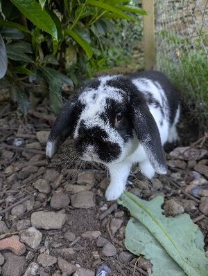 Adopter Uno