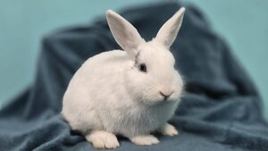 Adopter Watson