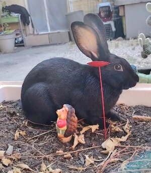 Adopter Zia