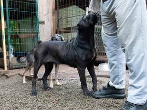 Adopter Mara