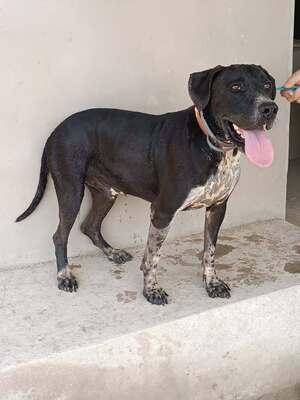 Adopter Salsa