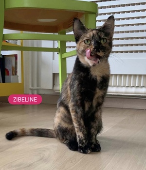 Adopter Zibeline