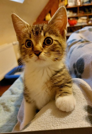 Adopter Bali