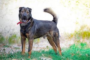 Adopter Gandull