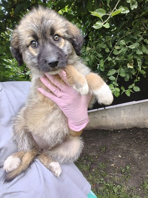 Adopter Siya