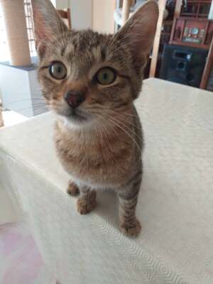 Adopter Bleuette