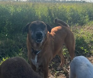 Adopter Loba