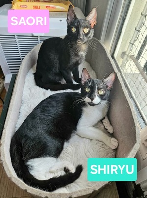 Adopter Saori et Shiryu