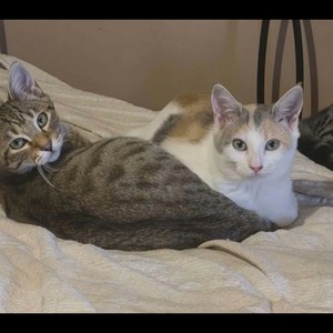 Adopter Bart et Mikado