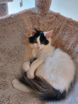 Adopter Pompon