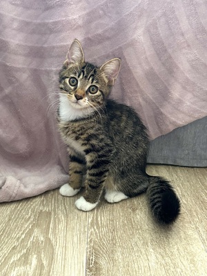 Adopter Buffy