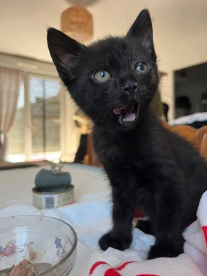 Adopter Neela