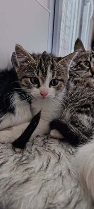 Adopter Pimousse