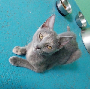 Adopter Mapou