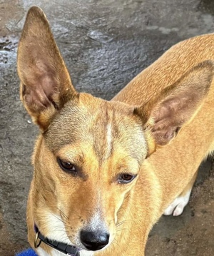 Adopter Stacy