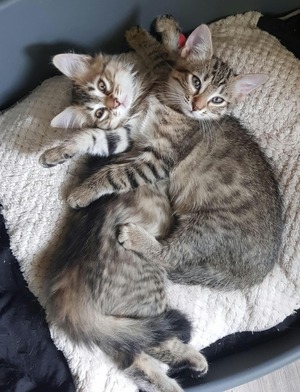 Adopter Boy et Bastos