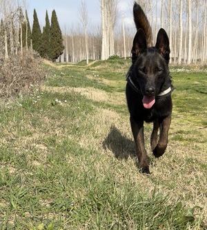 Adopter Scott