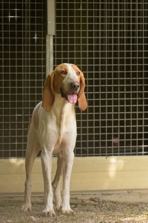 Adopter Ruben