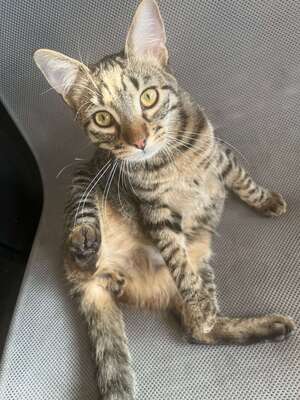 Adopter Aaron
