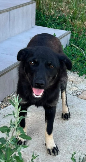 Adopter Nerra