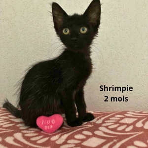 Adopter SHRIMPIE 
