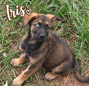 Adopter Iris