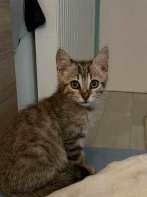 Adopter BASTIEN 