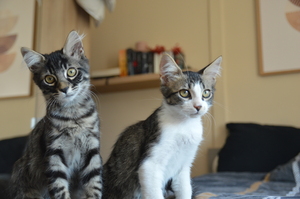 Adopter KYROS ET HAYAKI