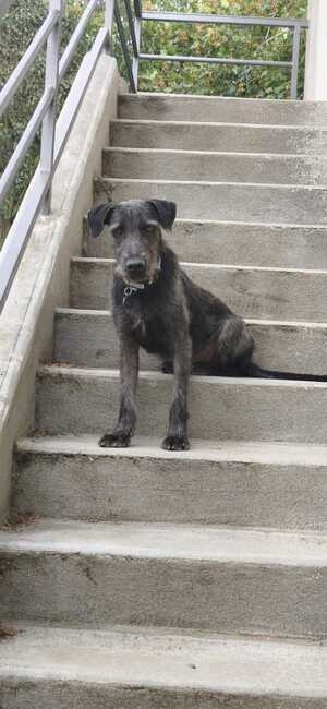 Adopter Drake