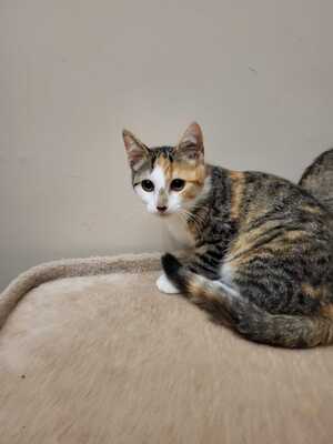 Adopter BEA