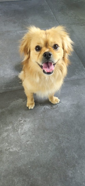 Adopter Ti-Rex