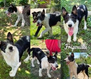 Adopter FRIPOUILLE