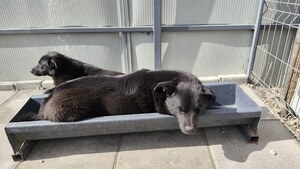 Adopter Raven