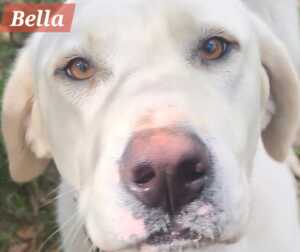 Adopter Bella