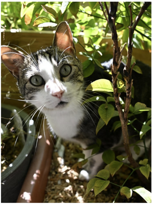 Adopter Keiko
