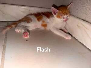 Adopter Flash