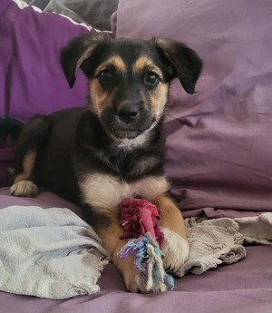 Adopter Salaze