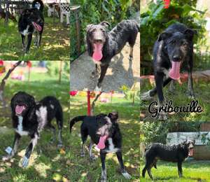 Adopter GRIBOUILLE