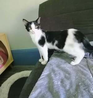 Adopter Brutus
