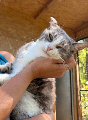 Adopter Heart
