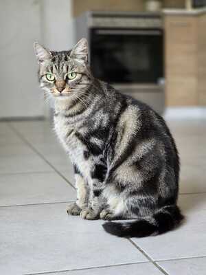 Adopter Bryony