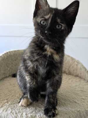 Adopter Moon
