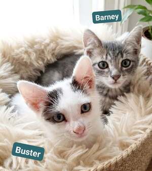 Adopter Buster & Barney