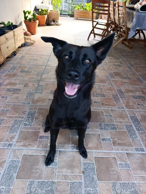 Adopter Nova 