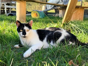 Adopter Alpha