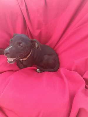 Adopter Nyx