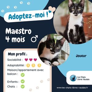 Adopter Maestro
